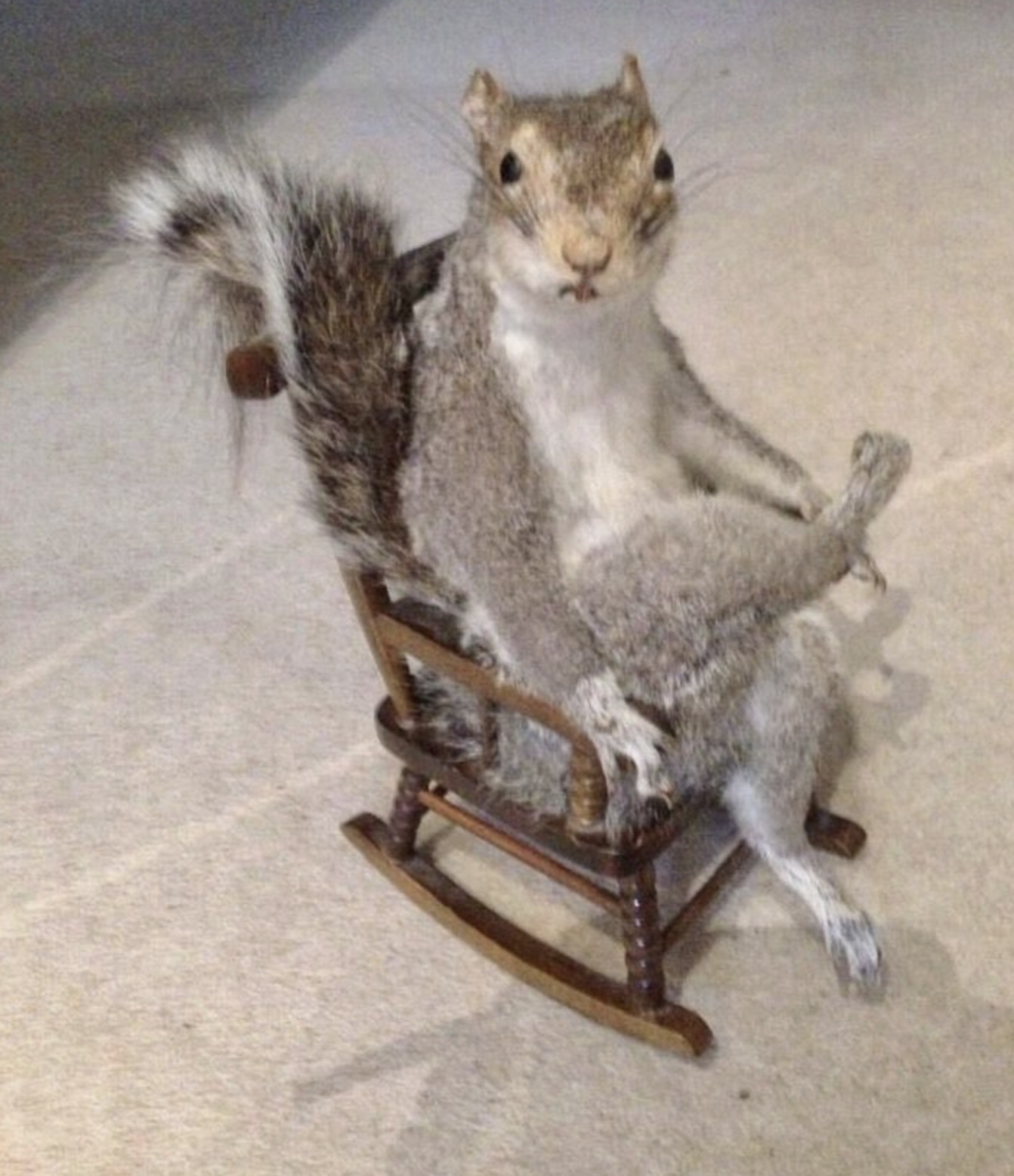 taxidermy squirrel funny